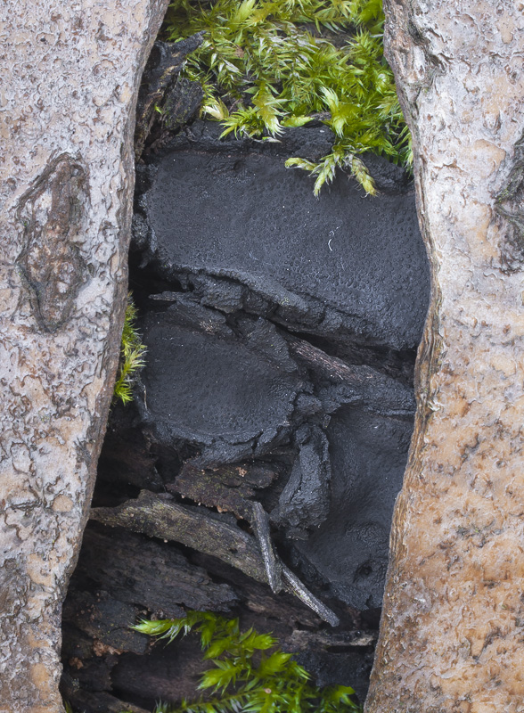 Biscogniauxia repanda